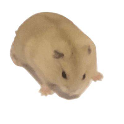 CK the chosen hamster wearing a golden CK crown